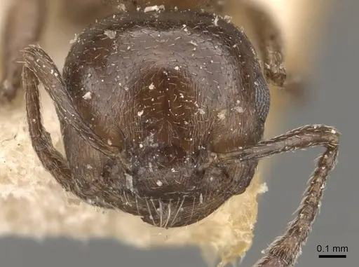 Crematogaster impressa - CASENT0908524