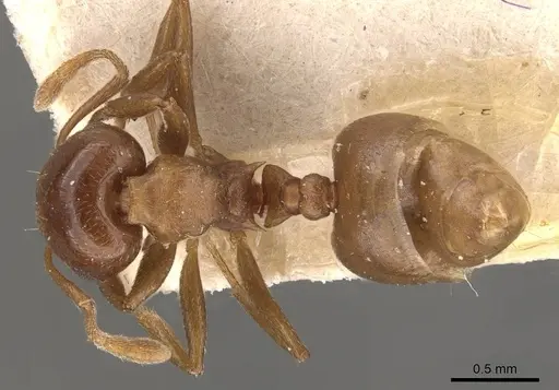 Crematogaster impressa - CASENT0908534