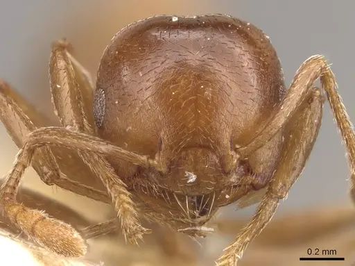 Crematogaster impressa - CASENT0908534