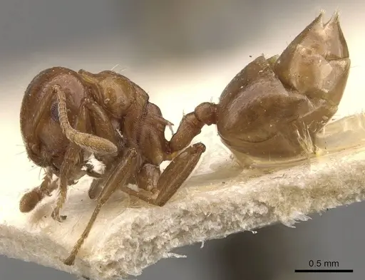 Crematogaster impressa - CASENT0908534