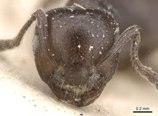 Crematogaster impressa - CASENT0912658