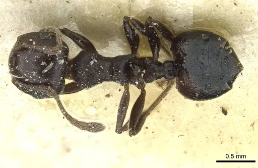 Crematogaster impressa - CASENT0912681