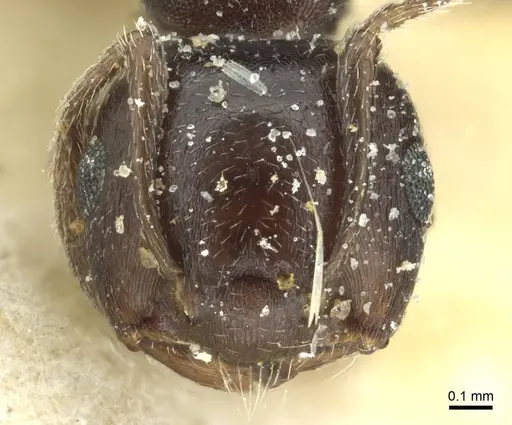 Crematogaster impressa - CASENT0912681