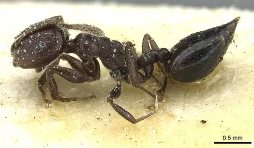 Crematogaster impressa - CASENT0912681