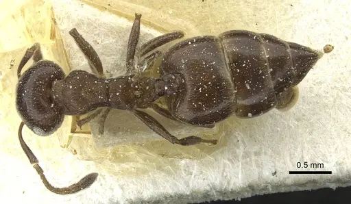 Crematogaster impressa - CASENT0912682