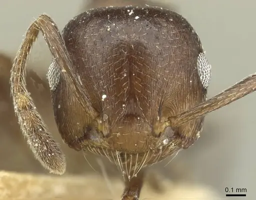 Crematogaster impressa - CASENT0912682