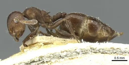 Crematogaster impressa - CASENT0912682