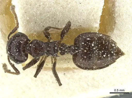 Crematogaster impressa - CASENT0912683