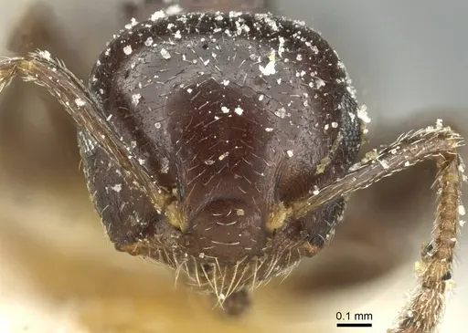 Crematogaster impressa - CASENT0912683