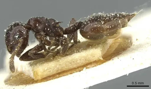 Crematogaster impressa - CASENT0912683