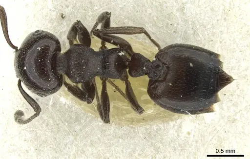Crematogaster impressa - CASENT0912684