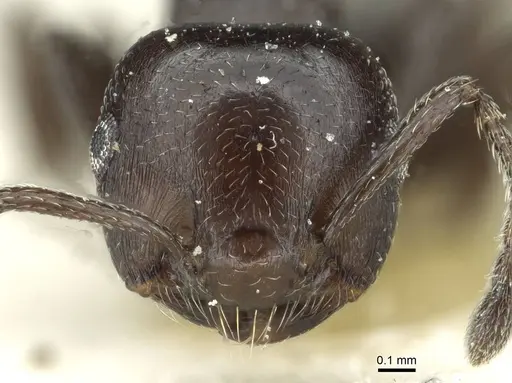 Crematogaster impressa - CASENT0912684