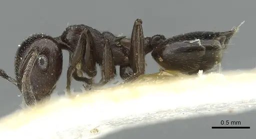 Crematogaster impressa - CASENT0912684