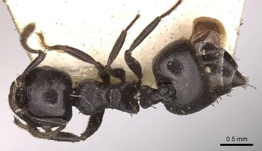 Crematogaster impressa - CASENT0914290