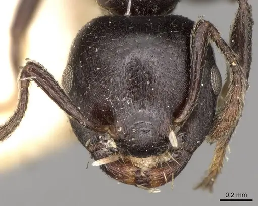 Crematogaster impressa - CASENT0914290