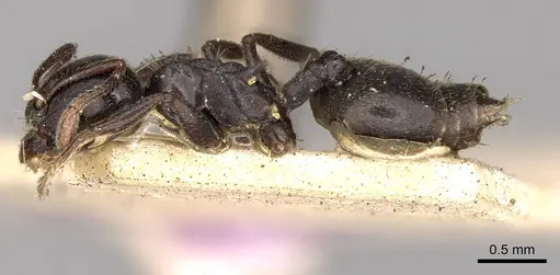 Crematogaster impressa - CASENT0914290