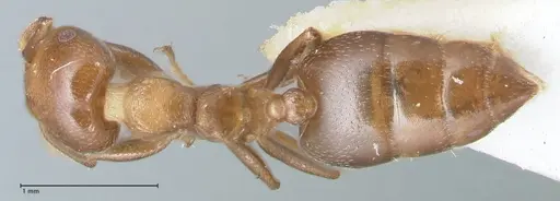 Crematogaster impressa - FOCOL1485