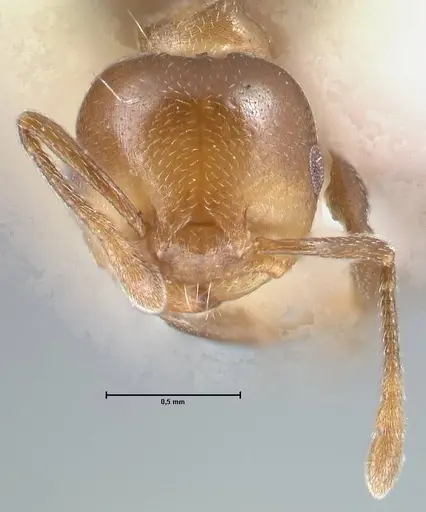 Crematogaster impressa - FOCOL1485