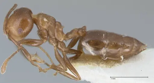 Crematogaster impressa - FOCOL1485