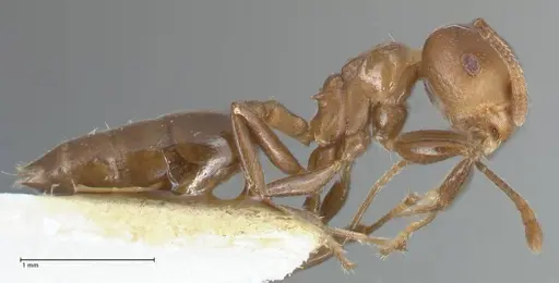 Crematogaster impressa - FOCOL1485