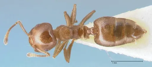 Crematogaster impressa - FOCOL1486