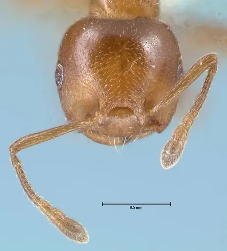 Crematogaster impressa - FOCOL1486