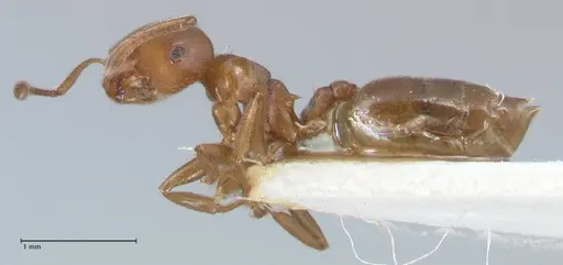 Crematogaster impressa - FOCOL1486
