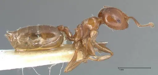 Crematogaster impressa - FOCOL1486