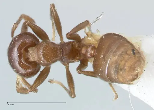 Crematogaster impressa - FOCOL1487