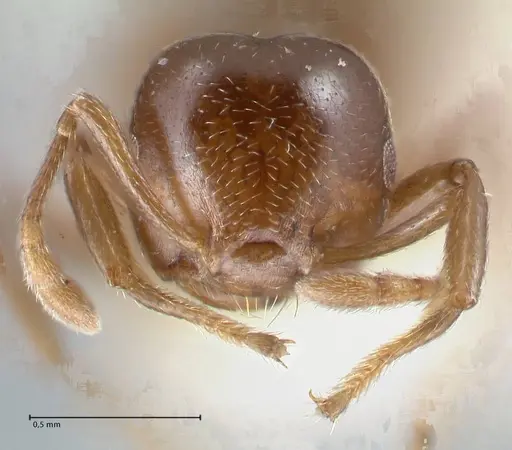 Crematogaster impressa - FOCOL1487