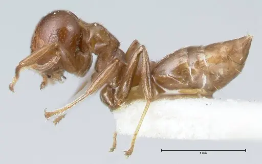 Crematogaster impressa - FOCOL1487
