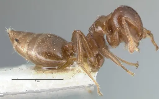Crematogaster impressa - FOCOL1487