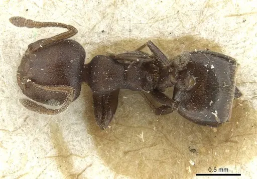 Crematogaster impressa - RMCAENT000017759