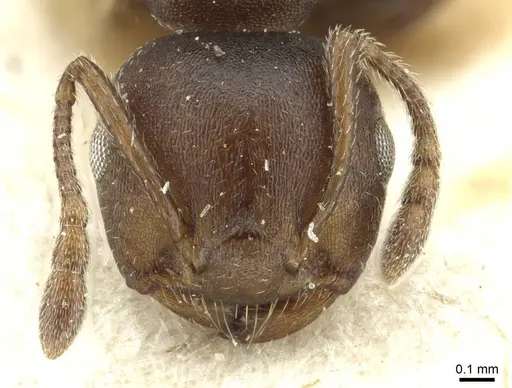 Crematogaster impressa - RMCAENT000017759