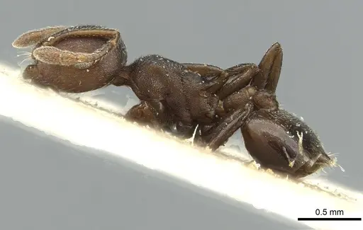 Crematogaster impressa - RMCAENT000017759