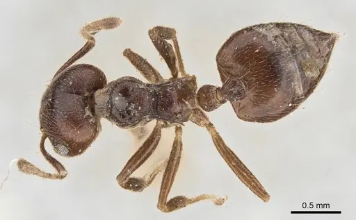 Crematogaster impressiceps specimen