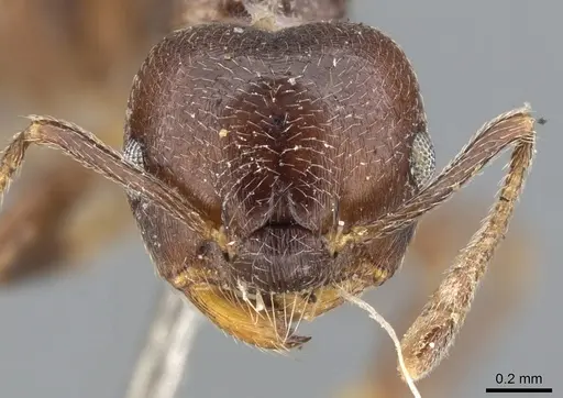 Crematogaster impressiceps specimen