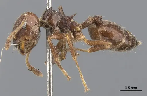 Crematogaster impressiceps specimen