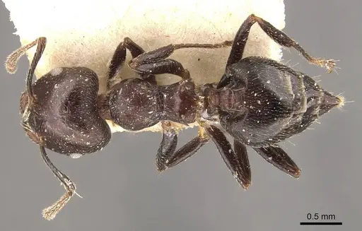 Crematogaster impressiceps - CASENT0908535