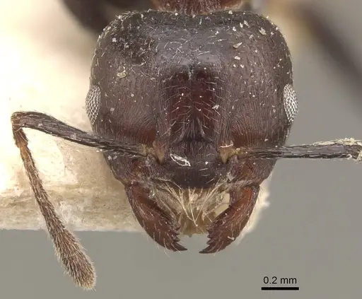 Crematogaster impressiceps - CASENT0908535
