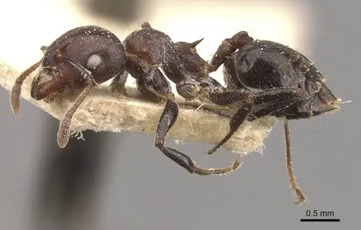 Crematogaster impressiceps - CASENT0908535