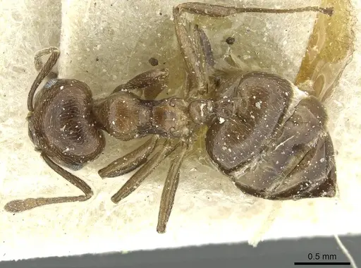 Crematogaster impressiceps - CASENT0912685