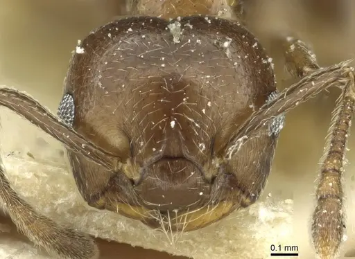 Crematogaster impressiceps - CASENT0912685