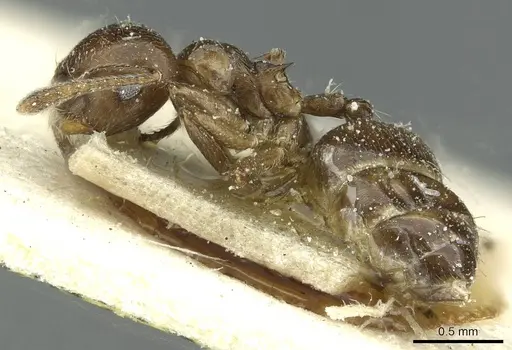 Crematogaster impressiceps - CASENT0912685