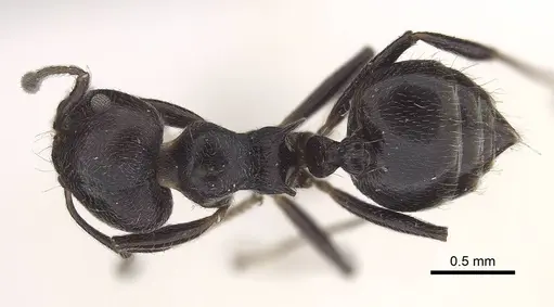 Crematogaster impressiceps - CASENT0919668