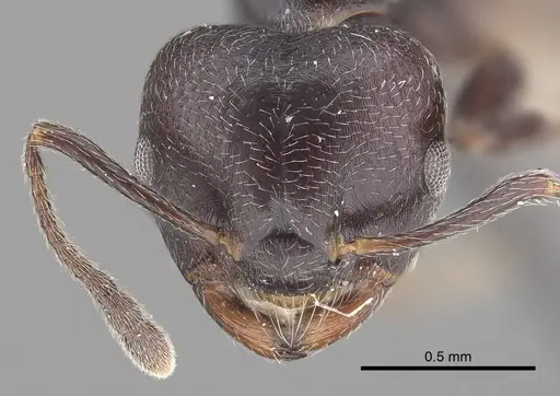 Crematogaster impressiceps - CASENT0919668