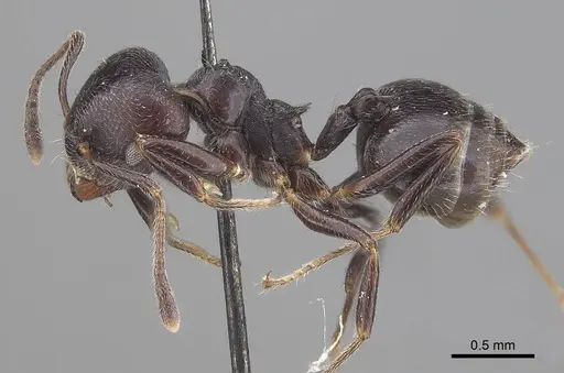 Crematogaster impressiceps - CASENT0919668