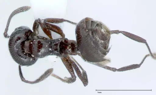 Crematogaster impressiceps - FOCOL0046-1