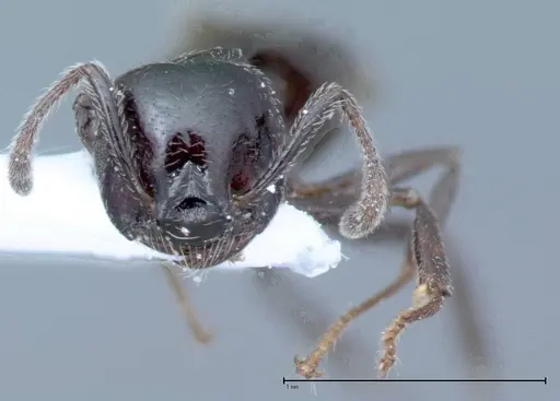 Crematogaster impressiceps - FOCOL0046-1
