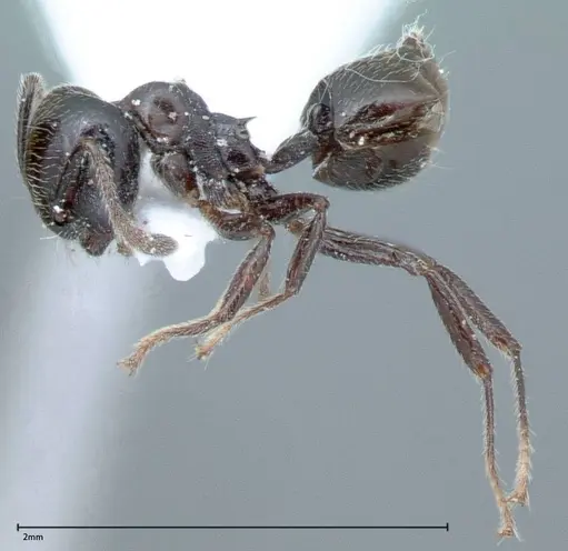 Crematogaster impressiceps - FOCOL0046-1